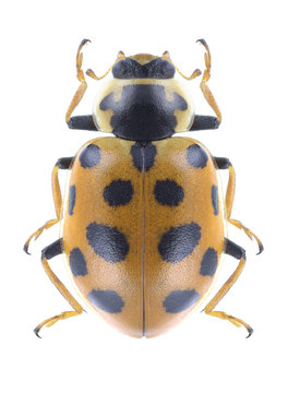 Beetle Ladybird Hippodamia tredecimpunctata