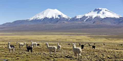 landscape of the Andes Mountains, with llamas grazing.