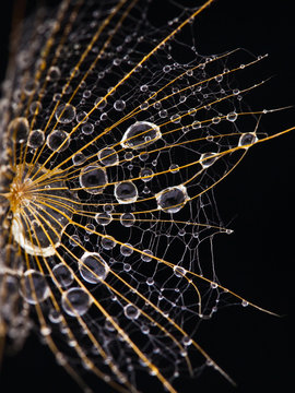 Drops on dandelion black