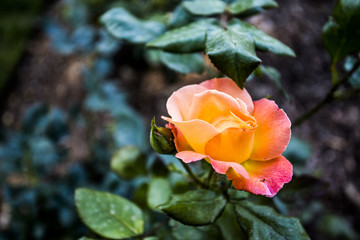 Floral Closeup with a Blurred Background