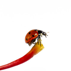 single ladybug on blade isolated on white background