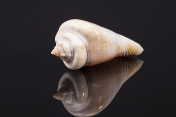 single seashell isolated on black  background