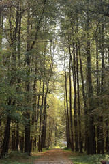 Obraz premium background trees in the forest
