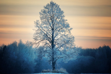 Winter lone tree landscape frost