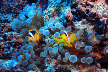 Fototapeta na wymiar anemone fish, clown fish, underwater photo