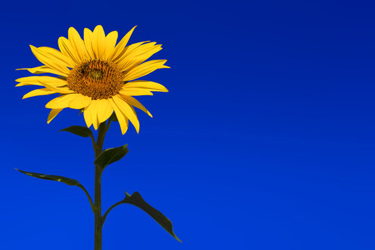 Fototapeta Beautiful sunflower with bee, clear blue sky