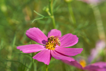 ミツバチとコスモス