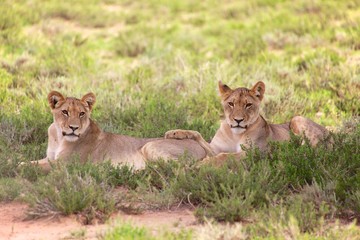 Fototapeta na wymiar two young lionesses at kgalagadi national park