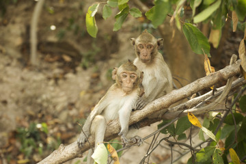 Two Thai Monkeys