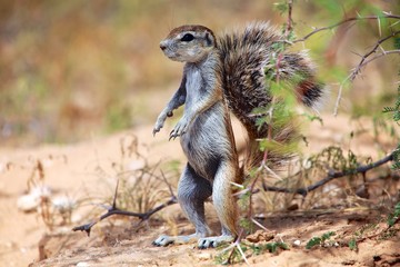 Naklejka na ściany i meble ground squirrel stand up at kgalagadi national park