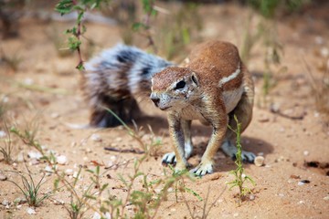 Obraz premium ground squirrel on the bush at kgalagadi