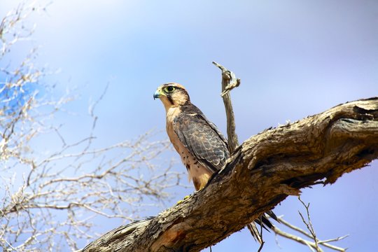 lanner falcon on a tree at kgalagadi national park