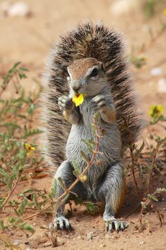 cute ground squirrel at kgalagadi national park