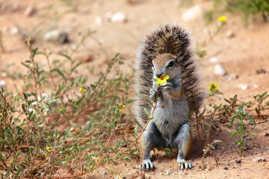 ground squirrel eating a flower at kgalagadi