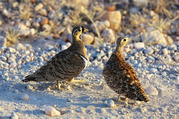 couple of chestnut-bellied sandgrouse at samburu