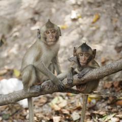 Naklejka premium Two Thai Monkey