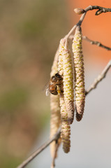 ape raccoglie polline su nocciolo