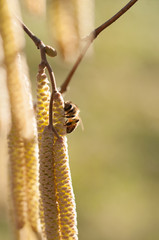 ape raccoglie polline su nocciolo
