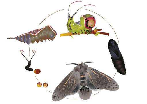 Life Cycle Of Puss Moth