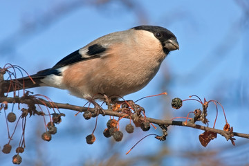 Eurasian Bullfinch (Pyrrhula pyrrhula, female) - one of the favorite birds of the Russian people