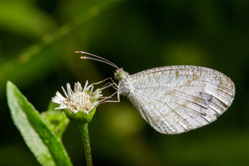Fototapeta premium Macro of white butterfly on white flower on blurred background