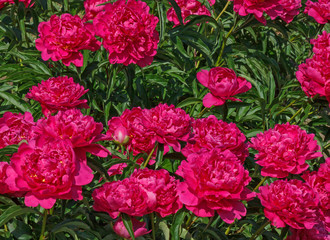 pink peonies in garden at summer