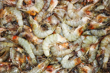 Shrimp Raw Sea food