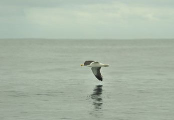 Fototapeta na wymiar Flying kelp gull (Larus dominicanus), also known as the Dominican gull and Black Backed Kelp Gull. False Bay, South Africa 
