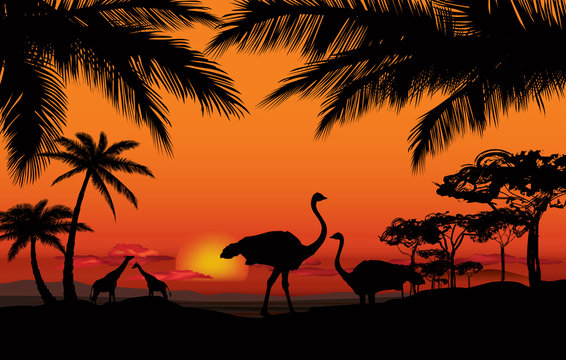 African landscape animal silhouette. Savanna sunset background