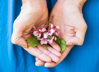 tender pink sakura flowers in woman hands