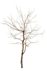 dry tree isolated on white background