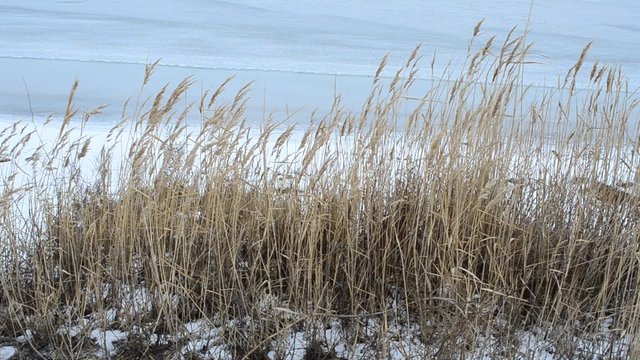 Cane in the winter.