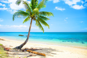 tropical beach with coconut palm and sea