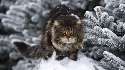 big maine coon cat tabby snow forest
