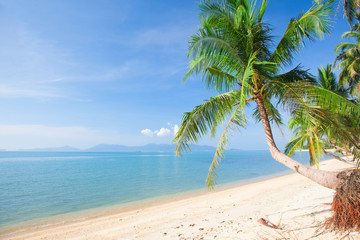 Obraz na płótnie Canvas tropical beach with coconut palm and sea
