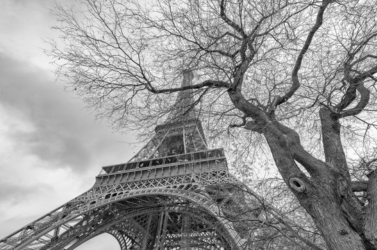 Fototapeta Black and white view of Eiffel Tower in Paris, France
