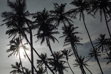Fototapeta na wymiar Silhouette palm trees at sunset