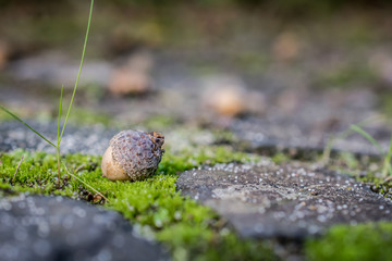 Closeup of an oak lying on the ground  