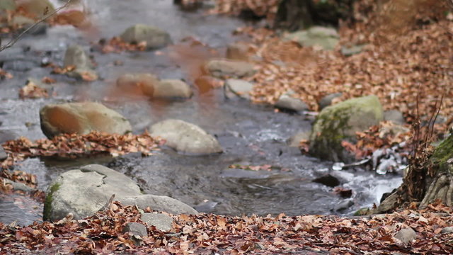 River in autumn forest

close-up of a branch with dry leaves - refocus - autemn forest river with stones and a lot of dry fallen foliage (CU, WS, refocus, composite; 1080p 25 fps)