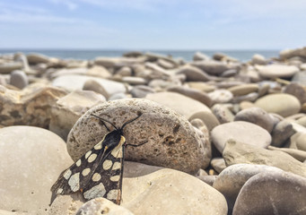 butterfly on pebbles of a beach in summer
