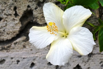 White hibiscus flower with a white center and yellow stamen