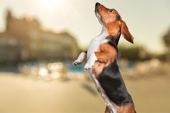 Dog.