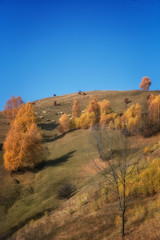 Foggy and sunny day of a autumn, on wild transylvania hills. Holbav. Romania. Low key, dark background, spot lighting, and rich Old Masters