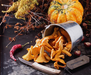 Chanterelle © Gumgumlab