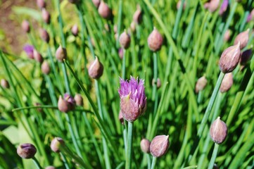 Purple chive blossom flowers