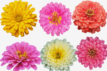 Flower zinnia collection isolated on white background