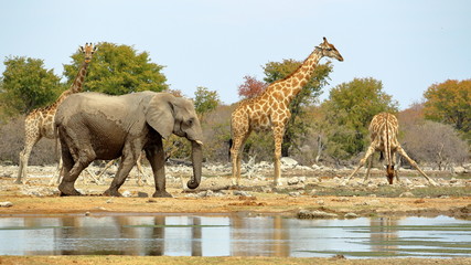 Elephants and giraffes watering in Etosha, Namibia.