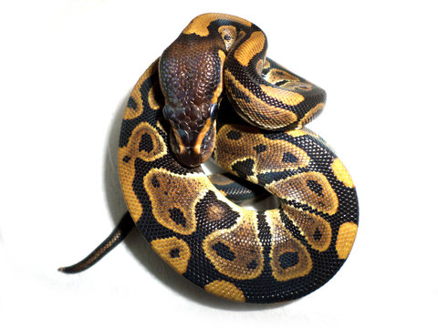Python royal
