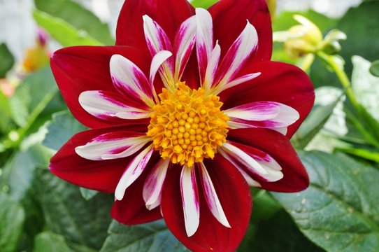 Red and white dahlia flower with a yellow center in bloom