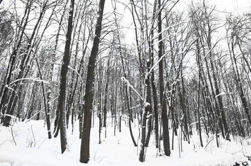  the tall trees in the forest covered with snow